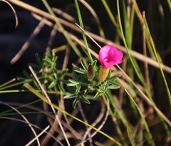 Oxalis engleriana
