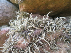 Ramalina siliquosa
