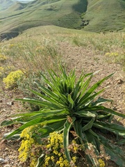 Echium italicum biebersteinii