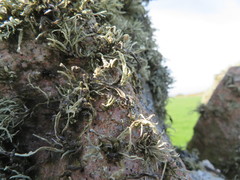 Ramalina siliquosa