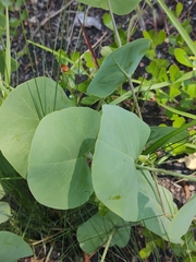 Baptisia perfoliata