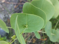 Baptisia perfoliata