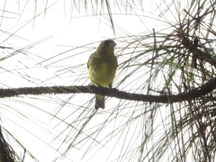 Spinus psaltria