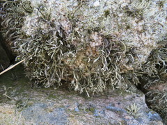 Ramalina siliquosa