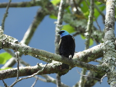 Stilpnia cyanicollis