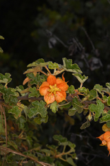 Fremontodendron decumbens