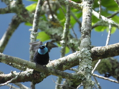 Stilpnia cyanicollis