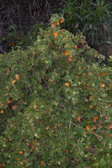 Fremontodendron decumbens