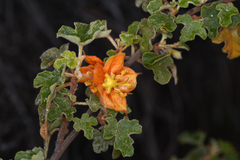 Fremontodendron decumbens