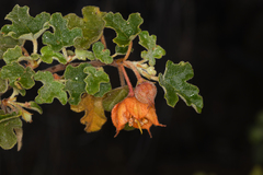 Fremontodendron decumbens