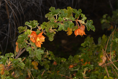 Fremontodendron decumbens