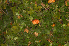 Fremontodendron decumbens