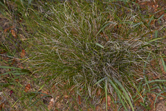 Carex xerophila