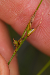 Carex xerophila