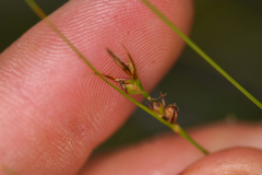 Carex xerophila