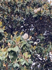 Magnolia