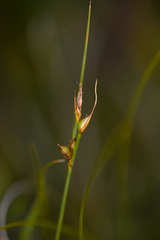 Carex xerophila