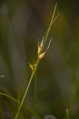 Carex xerophila