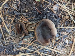 Plicaria endocarpoides