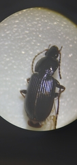 Pterostichus vernalis