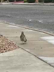 Geococcyx californianus