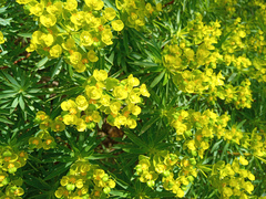 Euphorbia palustris