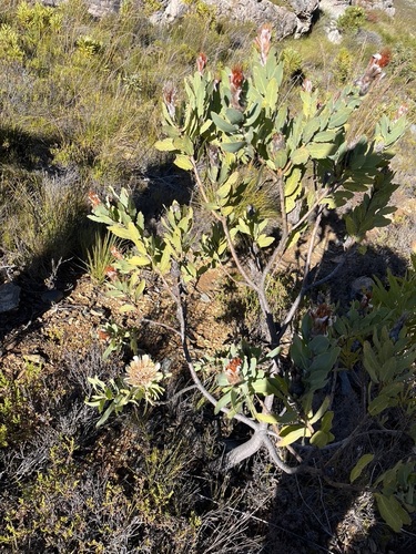 Image of Protea lacticolor by (c) Charleen Brunke, some rights reserved (CC BY)