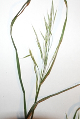Bromus riparius