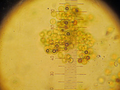 Plicaria endocarpoides