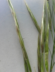 Bromus riparius