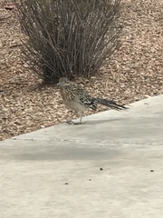 Geococcyx californianus