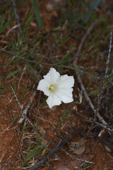 Calystegia stebbinsii