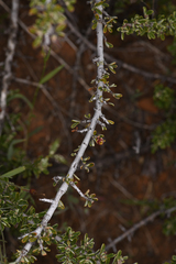 Ceanothus roderickii