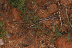 Calystegia stebbinsii