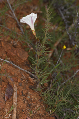 Calystegia stebbinsii