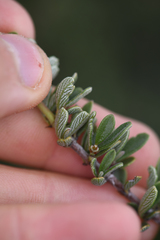 Ceanothus roderickii