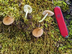 Pluteus fulvibadius