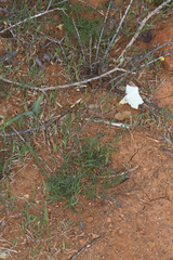 Calystegia stebbinsii