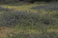 Ceanothus roderickii