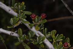 Ceanothus roderickii