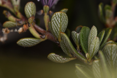 Ceanothus roderickii