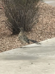 Geococcyx californianus