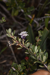 Ceanothus roderickii