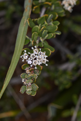 Ceanothus roderickii