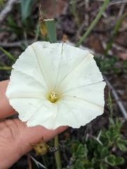 Calystegia stebbinsii