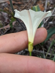 Calystegia stebbinsii