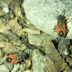 Melanocoryphus tristrami