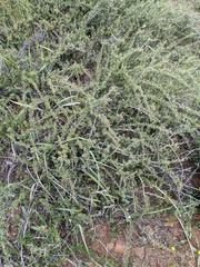 Ceanothus roderickii