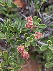 Ceanothus roderickii