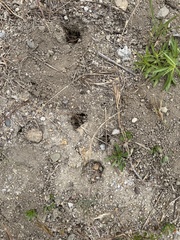 Castorimorpha